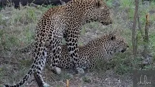Leopard Breeding:  Tasselberry and Ravenscourt from Dulini Private Game Reserve