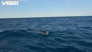 Gianluca Anzaldi's Video   Jul 12, 2025 VEED