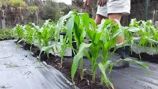 Hilling Peaches and Cream sweet corn, why we do it, and what we use. #peachesandcreamsweetcorn #9b