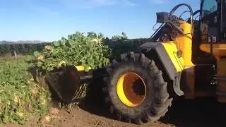 Rata Beet Bucket and JCB434 make short work of harvesting fodder beets in New Zealand