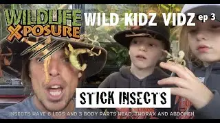 WILD KIDZ VIDZ -STICK INSECTS
