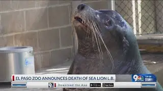 El Paso Zoo announces death of sea lion L.B.