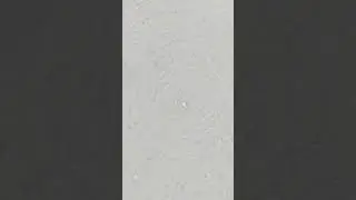 Worm casting tea @48 hours aeration 800x