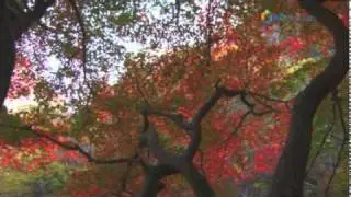 Mureung Valley's Fall Foliage at it's best, Gangwon-do, Korea