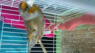جغل يغني حسون  جنزور للبيع 0926010159