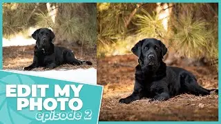 Edit My Photo Episode 2 - Dealing with Overexposed Snow / Learn Pet Photography