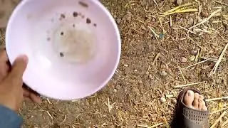 Hens and goats Feed