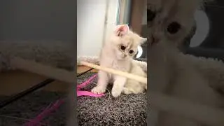 😽😽😽 Котенок Zara Blues SunRay BRI ay 12 Британский короткошерстный #kitten #котята #британскиекотята