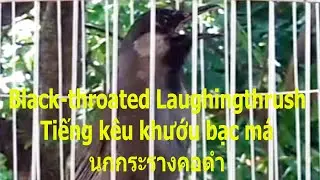 Black-throated Laughingthrush sound | ນົກຖົວແກ້ມຂາວ | นกกระรางคอดำร้อง | Tiếng k&ecirc;u khướu bạc m&aacute;