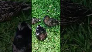 Beautiful ducks and fishes relaxing #ducks #duck #fish #fishes #relaxing #animals #birds #zoo #day