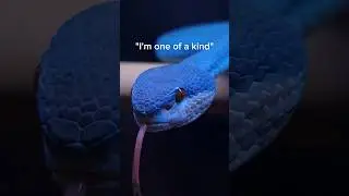 The most beautiful venomous snakes in the world.