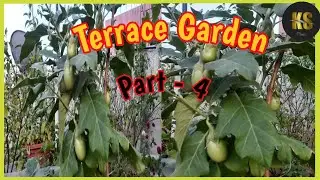 Terrace Garden Part 4 | KSTalks Tamil