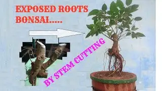 How to make ficus exposed root bonsai. amazing ficus exposed roots bonsai. full updated video
