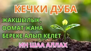 КЕЧКИ ДУБА — ЖАШООҢУЗГА ЖАКШЫЛЫК ЖАНА БЕРЕКЕ АЛЫП КЕЛЕТ