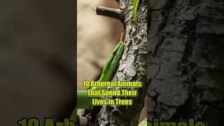 10 Arboreal Animals That Spend Their Lives in Trees