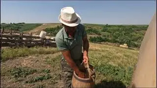 Mulsul Oilor La Stâna Baciului Petrica Omusoru .din Horlesti .Iasi