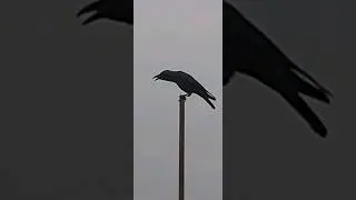 Beautiful and Amazing Crow Sound #shorts  #crow  #trending  #viral