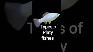 Types of platy #fish #facts #fishtank #aquarium#freshwaterfish