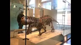 New York The Museum of Natural History Fossil Halls 紐約自然歷史博物館 化石歷史園區