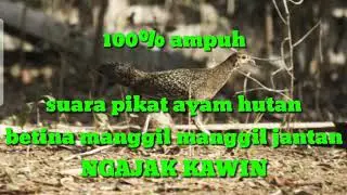 Suara pikat||ayam hutan betina||panggil jantan ngajak kawin||100% ampuh