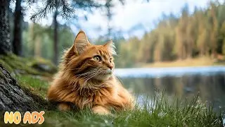 12 часов спокойной кошачьей музыки 🐈 Снятие тревоги для спокойного сна 💫 Без рекламы