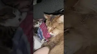 Snuggles and A Movie!