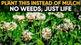 Plant These 5 Seeds and Never Buy Mulch Again 🌿