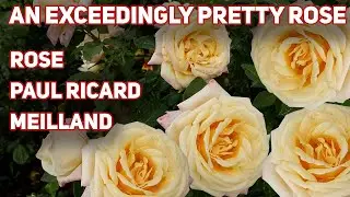 Rose Paul Ricard - An exceptionally beautiful rose, Meilland, France 1991