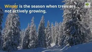 When is the Best Time for Tree Trimming in San Antonio, TX?