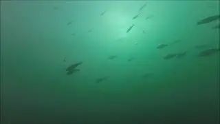 東扇島西公園「先端付近」水中映像2018年01月01日