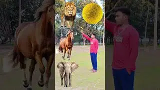 Rounding coconuts to Duck, Peacock, Pigeon & Parrot - Birds names magic video