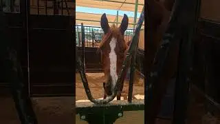 brown color horse in al dhannah zoo #petcreationchemmanoor #horse #shots #youtubeshorts #shortvideo