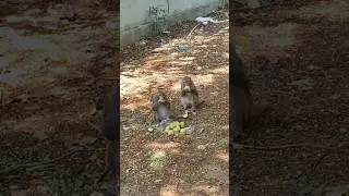 Fruits for monkeys#monkeys#monkeyvideo #monkeylove