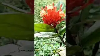 Bunga Asoka, Unik, Cantik nyala api | Matari Agro #shorts #asoka