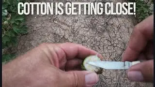 When and Where Should I Begin Defoliating Cotton?