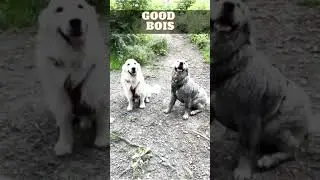There are Two Types of Dos #shorts #youtubeshorts