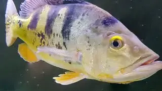 ACREDITE SE QUISER 🫢🐠 foi incr&iacute;vel, acerte se puder. Ser&aacute; que eu consegui pegar peixe?