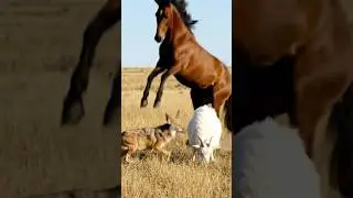 A horse saved a sheep from danger.