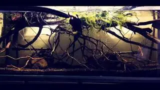 Wolf fish Hoplias feeding