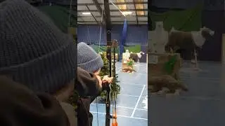 Rinehart Wolverine 3d Archery Target - Barebow Rig.