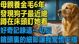 母親養金毛6年，最近發現它總蹲在床頭盯她看，好奇記錄這一切后，鏡頭裏的細節讓我驚慌失措......