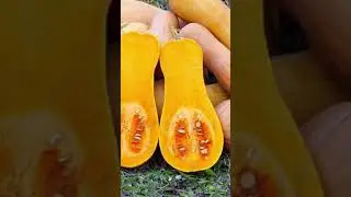 Top 8 Starchy Vegetables #shorts