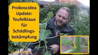Teufelklaue - Proboscidea: Update Fleischfressende Pflanze, Selbstversorgung, Sch&auml;dlinge vorbeugen
