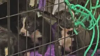 Companion Animal Alliance Shelter Package