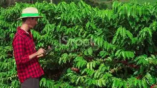 Permaculture Principles in Coffee Farming