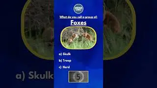 Animal Gangs Quiz - What do you call a group of foxes?