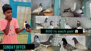 Sunday special offer any pair just 799 😱🕊️#vlog #reels #kabutarvlog #kabutarbazi #youtubeshorts 