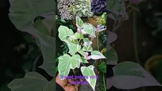 sweet potato vine varieties #onlineplants #wtsp9947132040