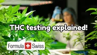 How do labs test THC levels in cannabis?