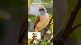 fakta menarik burung prenjak jawa. #indonesia #faktaunik #pecinta burung #faktamenarik #educational